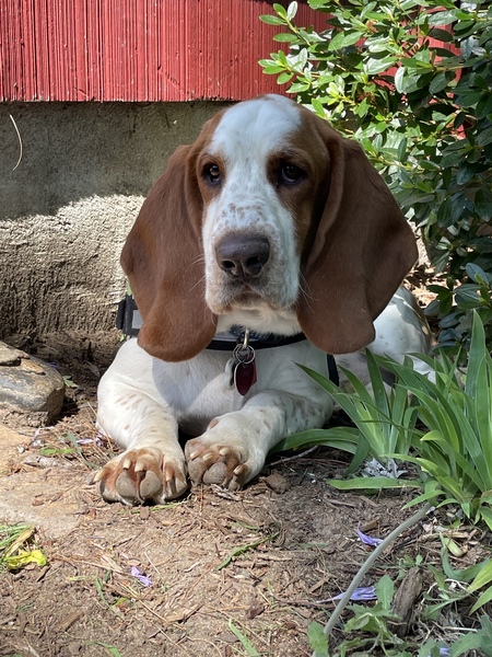 Bubba