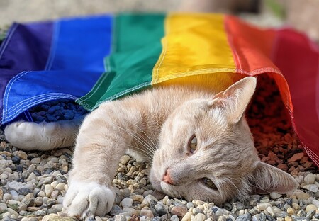 Pride Kitty