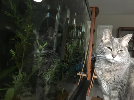 Mindful Fish Watching