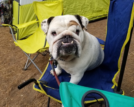Cartman the bulldog goes camping 