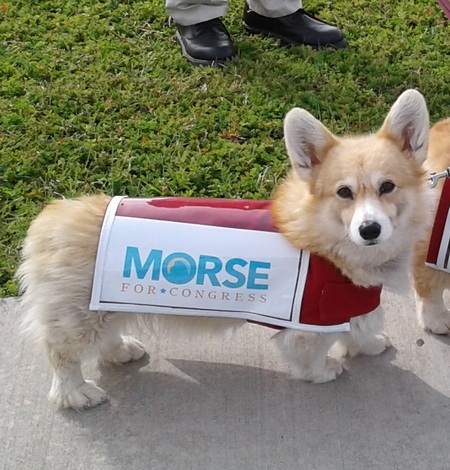Campaigning Corgi