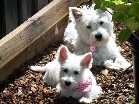Sisters 