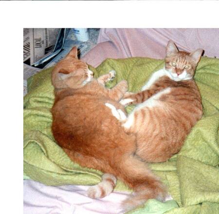 Best Buds