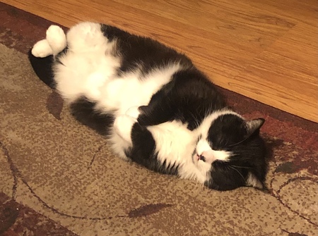 Comfy ignores the Giants