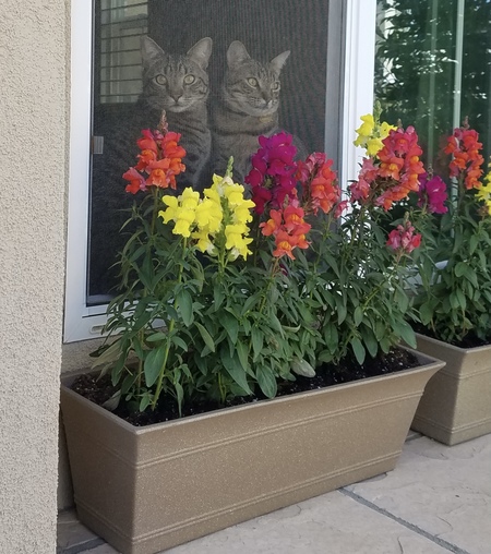 Snapcats 