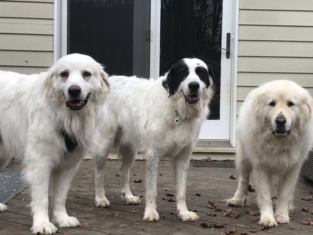 Rusty, Oreo, and Ella