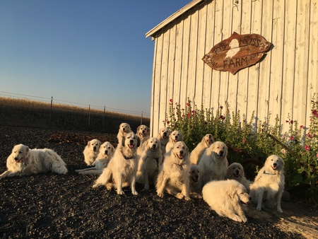 Pyr Bliss Farm