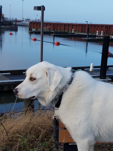 Gidget