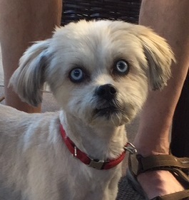 Kona