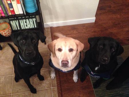 Boomer, Nelia and Bandit