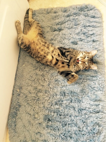 Gulliver 