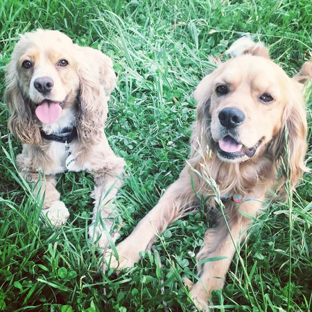 Lady & Chewy 