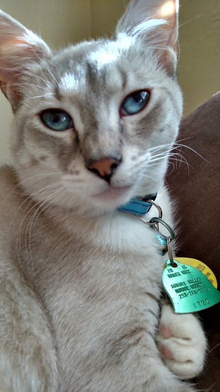 Kitty