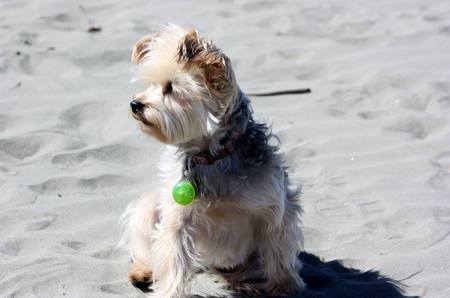 Miss Molly