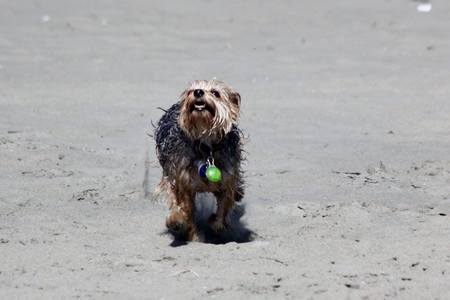 Miss Molly