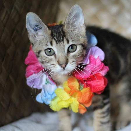 Baby Maui
