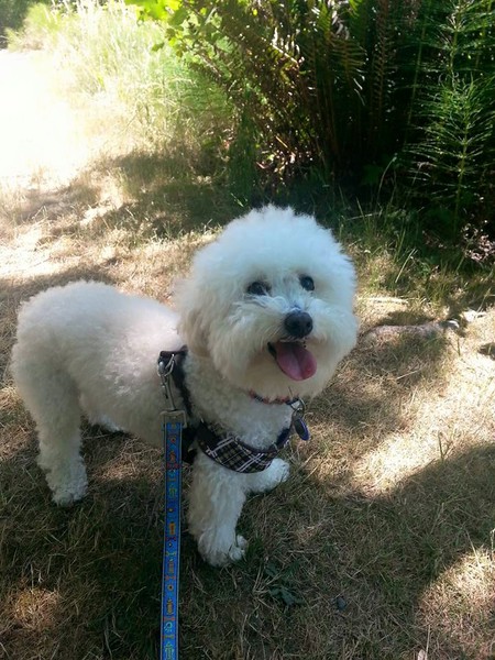 Toby