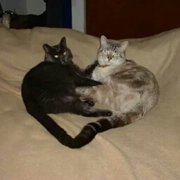 Simon and Whispurr