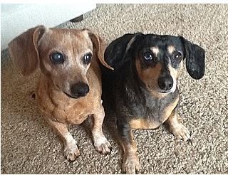 Cinnamon & Sammy
