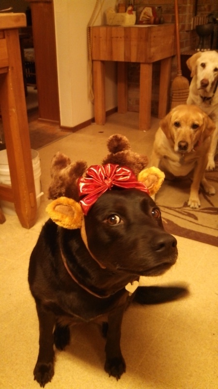 Shelby Mazie Brutus