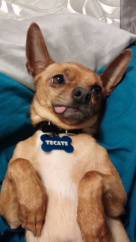 Tecate