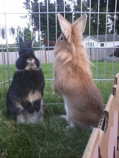 Robin and Levi