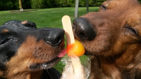 Rosie and Tanner