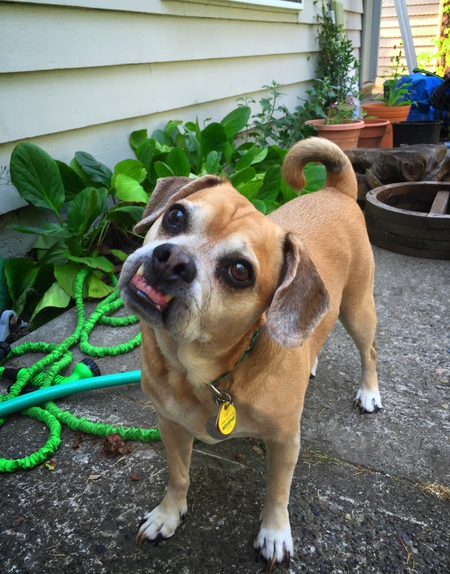 Puggles