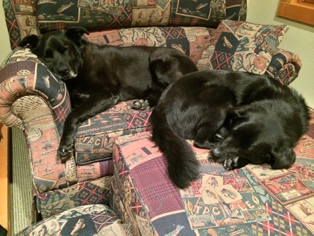 Ollie and Tonka