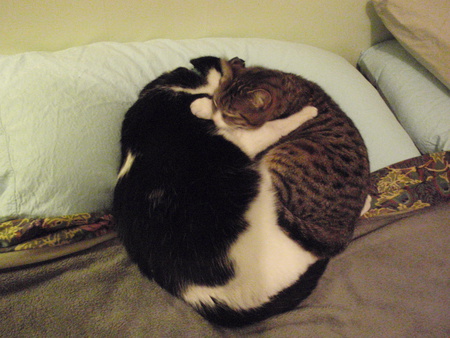 Checkers and Peggy Sue