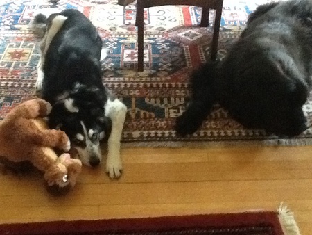 Scotty and Spike (with friend Dino!)
