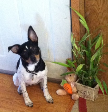Max Dozer