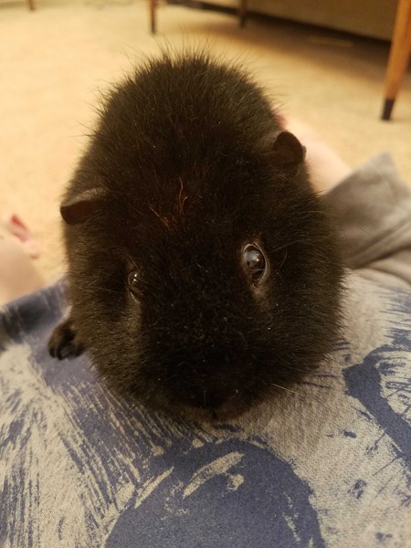 Oreo