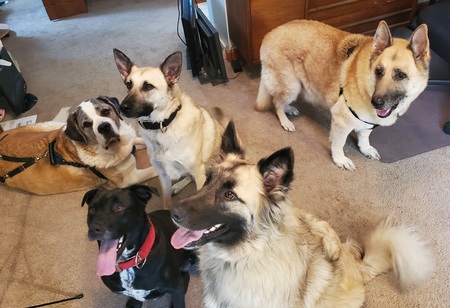 Maggie, Reagan, Kodiak, Snickers, and Bo