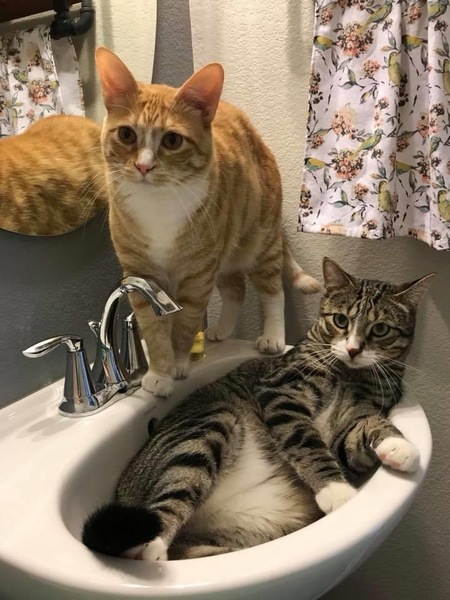 Cheddar and Lil Stevie