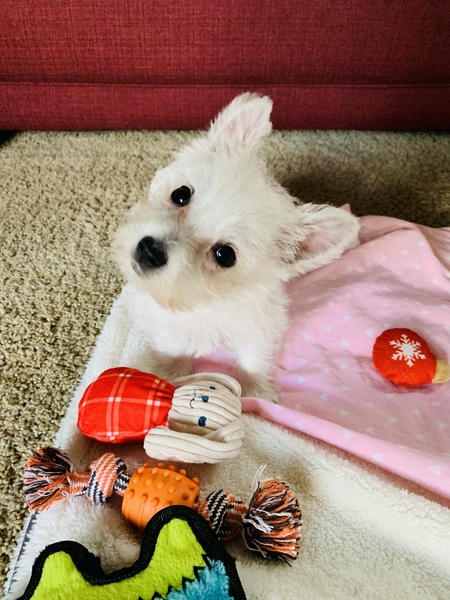 Trixie Lu