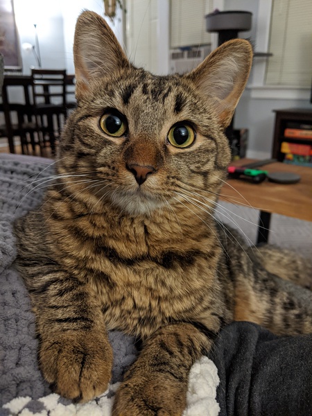 Tanooki