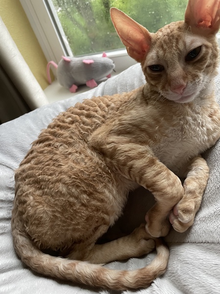 Ollie