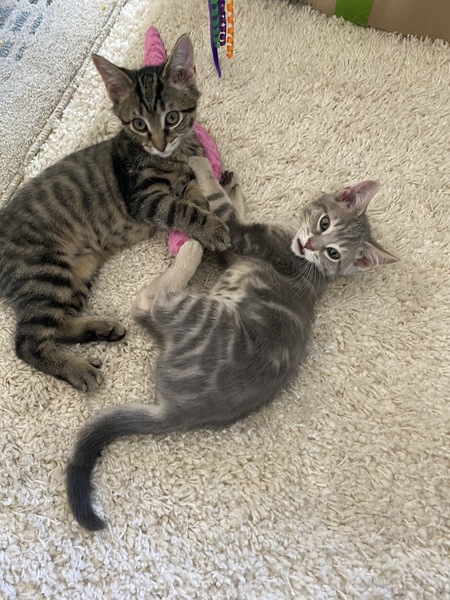 Asher & Eloise