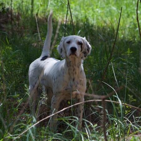 Gunner the Tennessee Flash