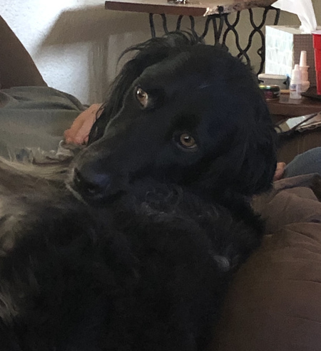 Louie