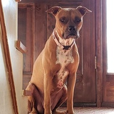 Entry image for Stella