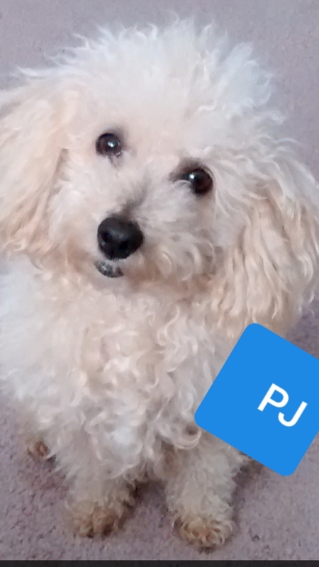 Entry image for PJ. Clicking this image will show a larger photo
