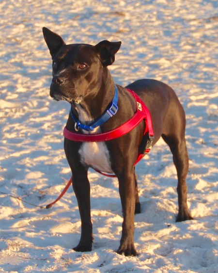 Entry image for Ruby. Clicking this image will show a larger photo