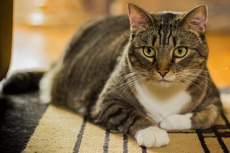 Entry image for Stripey. Clicking this image will show a larger photo