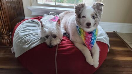 Entry image for Lilly and Lexie. Clicking this image will show a larger photo