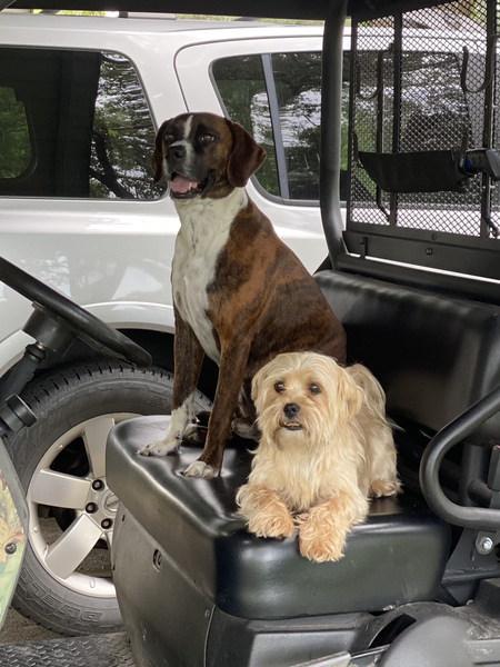 Entry image for Scooter & Jackson . Clicking this image will show a larger photo