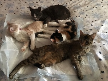 Cassie, Clara, Cindy and Gus