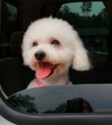 Entry image for Bella Burke. Clicking this image will show a larger photo