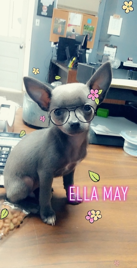 Entry image for Ella Mae. Clicking this image will show a larger photo